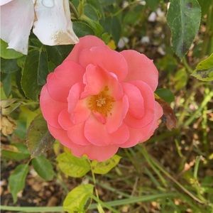 Meet your Posher, Alondra